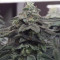 Wedding Cake (Barney's Farm) Cannabis-Samen zu verkaufen