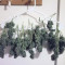 Gorilla Cookies Auto (Fast Buds) Cannabis-Samen zu verkaufen