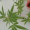 Kaufe Glue Sherbert Samen feminisiert von AlphaFem Seeds