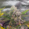 Cream Cookies Auto Cannabis-Samen Kaufen
