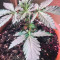 Cream Mandarine XL Auto (Sweet Seeds) Cannabis-Samen