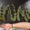 Fruit Punch Auto (Heavyweight Seeds) Cannabis-Samen zu verkaufen