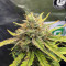Strawberry Banana Auto Cannabis-Samen Kaufen