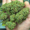 Strawberry Banana Auto Cannabis-Samen Kaufen