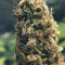Kosher Cake Auto (Fast Buds) Cannabis-Samen zu verkaufen