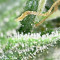 Amnesia Autoflower Cannabis-Samen Kaufen