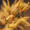 Kaufe Gorilla Cookies Samen feminisiert von Seedstockers
