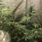 Bruce Banner #3 Cannabis-Samen Kaufen