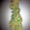 GG#4 Original Glue (Original Sensible Seeds) Cannabis-Samen zu verkaufen