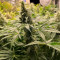 Grandaddy Purple (BlimBurn Seeds) Cannabis-Samen zu verkaufen
