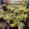 Amnesia Lemon Cannabis-Samen Kaufen