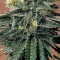 Pineapple Express #2 (G13 Labs) Cannabis-Samen zu verkaufen