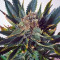 Sensi Star (Paradise Seeds) Cannabis-Samen