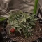 Auto Strawberry Soda (Dutch Passion)