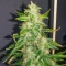 Brain's Escape (K.C. Brains Seeds) Cannabis-Samen