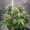 Ceres Kush (Ceres Seeds)