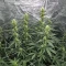 Gelato #33 Fast (Advanced Seeds)