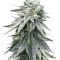 Grandaddy Purple (Big Head Seeds) Cannabis-Samen