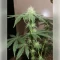 Granddaddy Purple (Royal Queen Seeds)