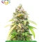 High-THC Bundle #2: 3x3 seeds (Mixed)