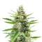 Humboldt Dream Autoflower feminisierte Samen (Humboldt Seed Company)