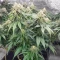 Humboldt Headband Autoflower feminisierte Samen (Humboldt Seed Company)