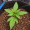Mango Frost Auto (Fast Buds)