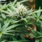 Mendocino Chanel Kush (Medical Seeds) Cannabis-Samen