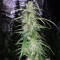 Monkey GG#4 Original Glue (Growers Choice) Cannabis-Samen