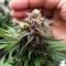 Oreoz (00 Seeds)