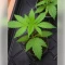 Permanent Marker (Blimburn Seeds)