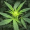 Psychotropic Mass (Critical Mass Collective Seeds) Cannabis-Samen