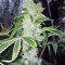Pure Kush (Original Sensible Seeds) Cannabis-Samen