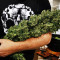 Shiskaberry feminisierte Samen (Barney's Farm)