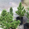 THC Pro (Big Head Seeds) Cannabis-Samen