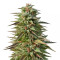 Trippy Gorilla Autoflowering (Big Head Seeds) Cannabis-Samen