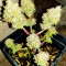 White Widow (Seedstockers) Cannabis-Samen