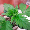 Tatanka Pure CBD feminisiertes Saatgut (RQS)