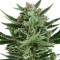 Quick One Auto (RQS) Cannabis-Samen