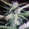 K.O Crop Auto (Cream of the Crop Seeds) Cannabis-Samen