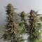 Criminal+ (Ripper Seeds) Cannabis-Samen