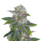 Deep Purple regular (TGA Subcool Seeds / SubCool’s The Dank) Cannabis-Samen