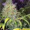 Early Bird Skunk (Sagarmatha Seeds) Cannabis-Samen