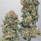 Fat Banana (RQS) Cannabis-Samen
