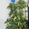 Jack Diesel (Positronics Seeds) Cannabis-Samen