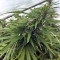 Kali China (Ace Seeds) Cannabis-Samen