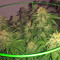 King's Banner regular (Dark Horse Genetics) Cannabis-Samen