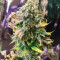 Laughing Buddha feminisierte Samen (Barney’s Farm)