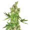 Lemon OG Kush (DNA Genetics) Cannabis-Samen