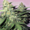Master Kaze Regular (Mr. Nice Seedbank) Cannabis-Samen